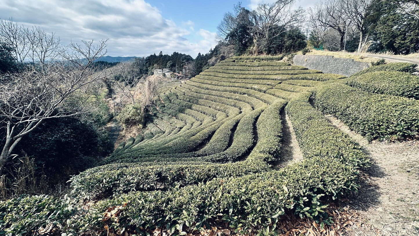 Terraced Japanese tea plantation with lush green rows under a partly cloudy sky, surrounded by bare trees.