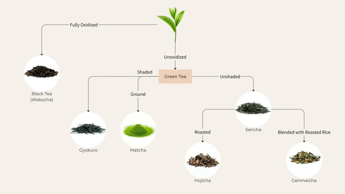 Japanese green tea types diagram: Sencha, Matcha, Gyokuro, Hojicha, Genmaicha, and Black Tea (Wakocha)