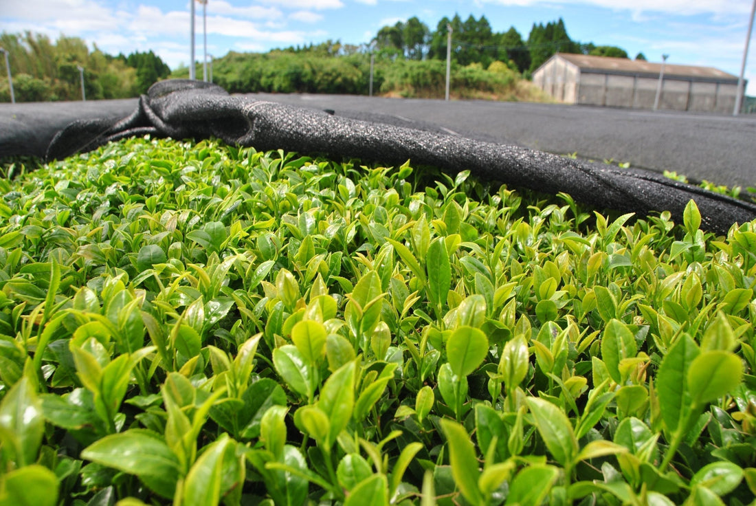 Fresh Japanese tea leaves under shade cloth on a sunny day, showcasing vibrant green growth.