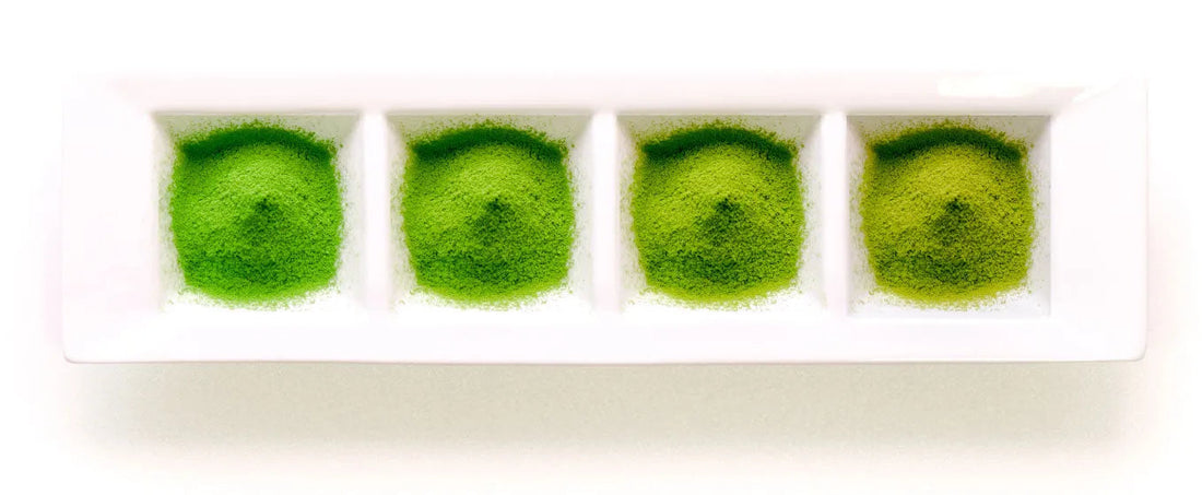 Four piles of vibrant green matcha powder in a white segmented dish, showcasing premium Japanese tea quality.
