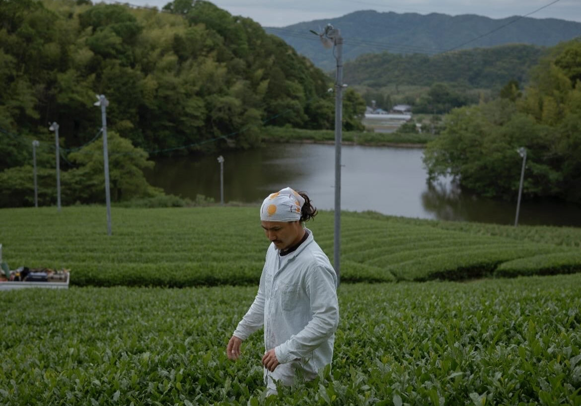 Person working in a tea field with a scenic background of trees and water.