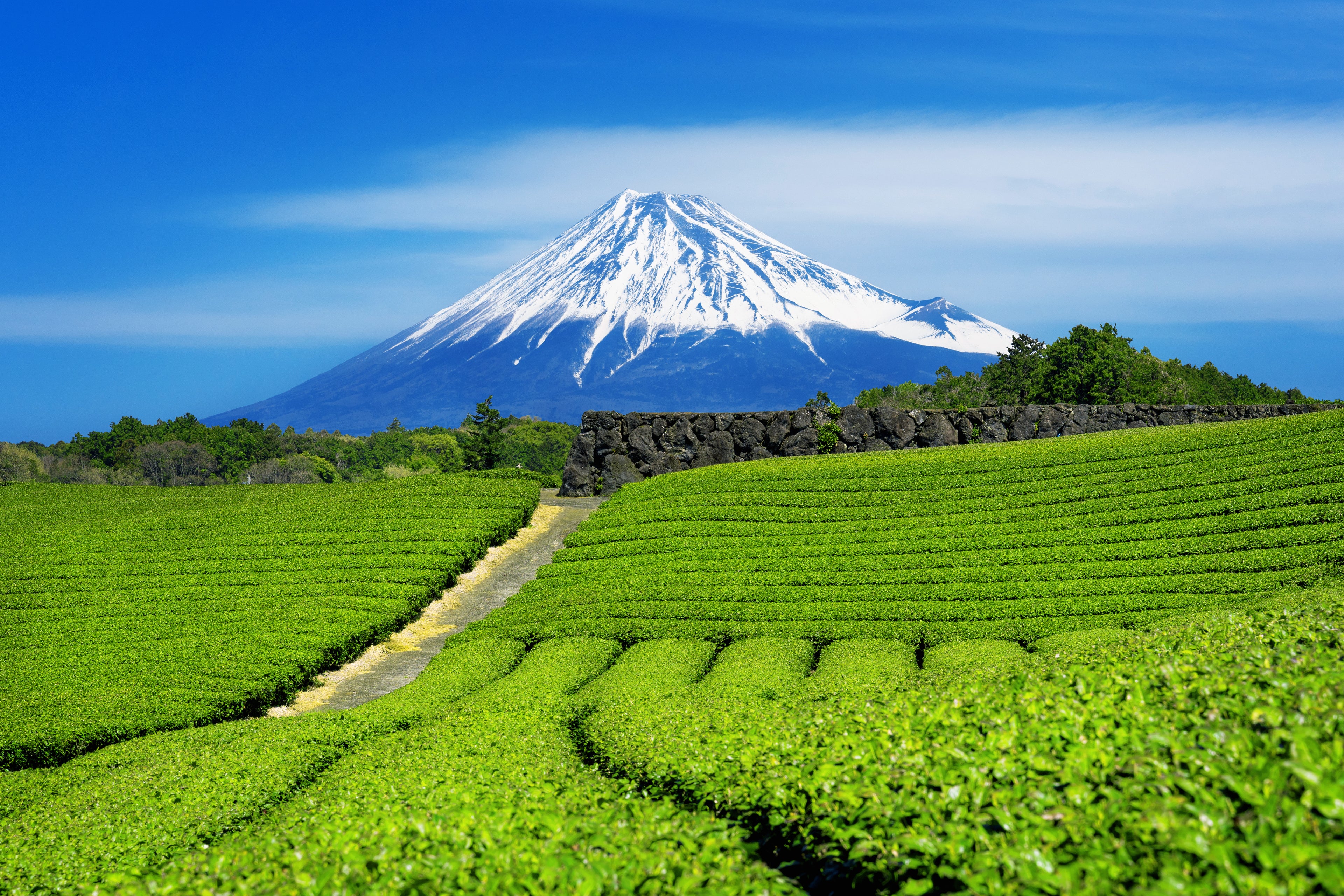 Tea fields with Mount Fuji in the background